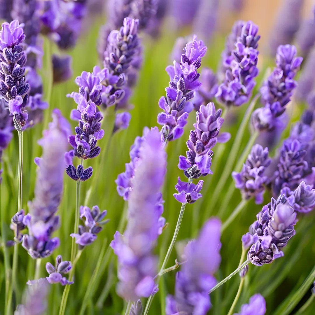 Organic Lavender Essential Oil – Soothing Floral Aroma for Daily Calm