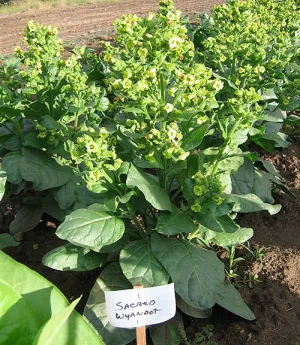 Sacred Wyandot tobacco