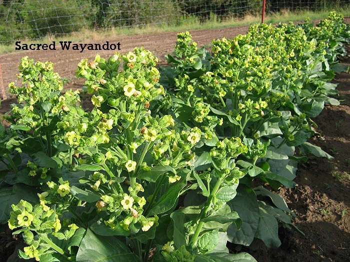 Sacred Wyandot tobacco